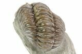 , Partially Enrolled Flexicalymene Trilobite - Ohio #68589-3